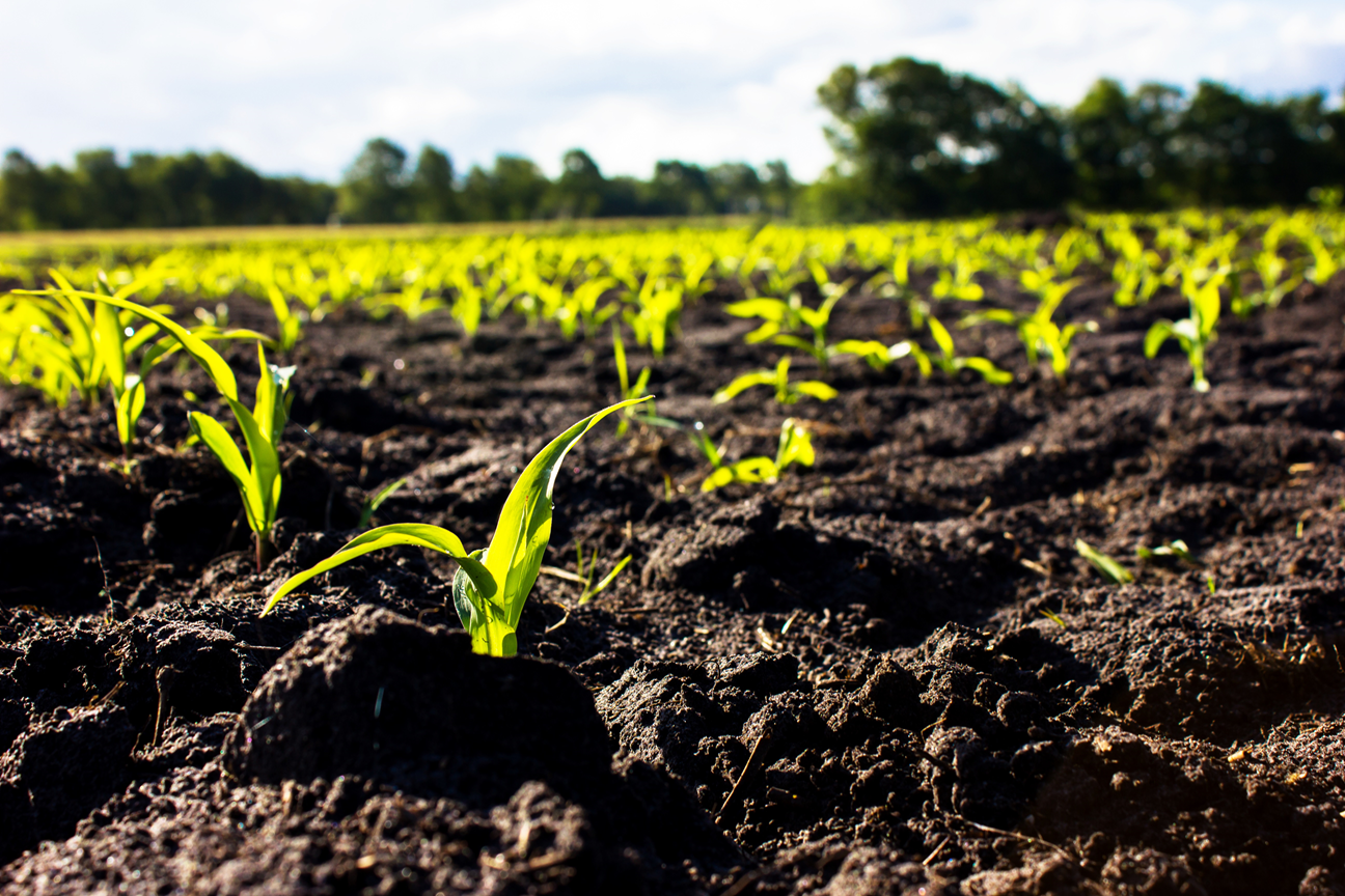 un campo de cultivo de hortalizas