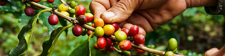 banner inspeccion fitosanitaria 760x195